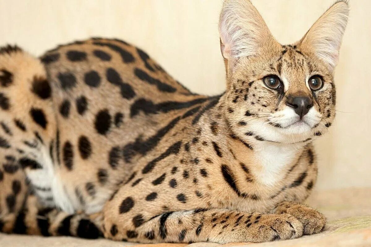 Саванна кошка. Самая саванны. Самая саванны. Саванна кошка. Самая саванны.