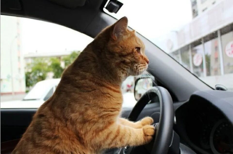 Включи машины котик. Кот за рулем. Рыжий кот за рулем. Рыжая кошка за рулем. Кот за рулем авто.