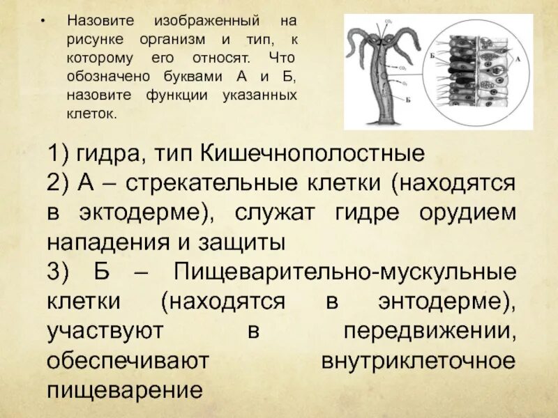 На организм к ним относят. Влияние на организм ядовитых веществ. На организм к ним относят. Доядерные одноклеточные организмы. Консументы первого порядка 3.