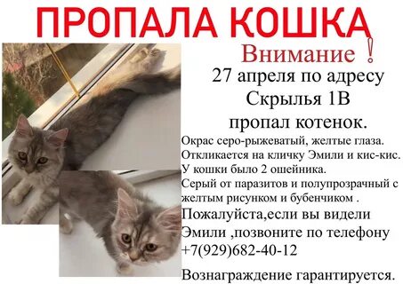 Объявление о пропаже кошки