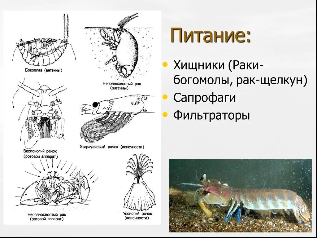 Мантис креветка тайланд. Ракообразные питаются. Строение клешни. Креветка альфеус. Креветка щелкун.