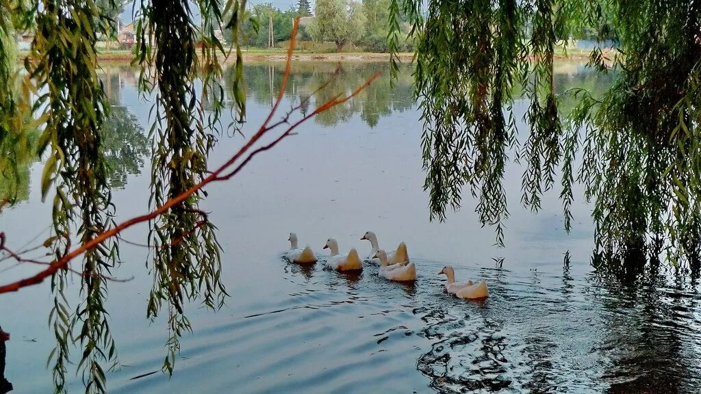 Птицы на закате фото. Кормить лебедей. Пруд. Верхний царицынский пруд. Река битюг.