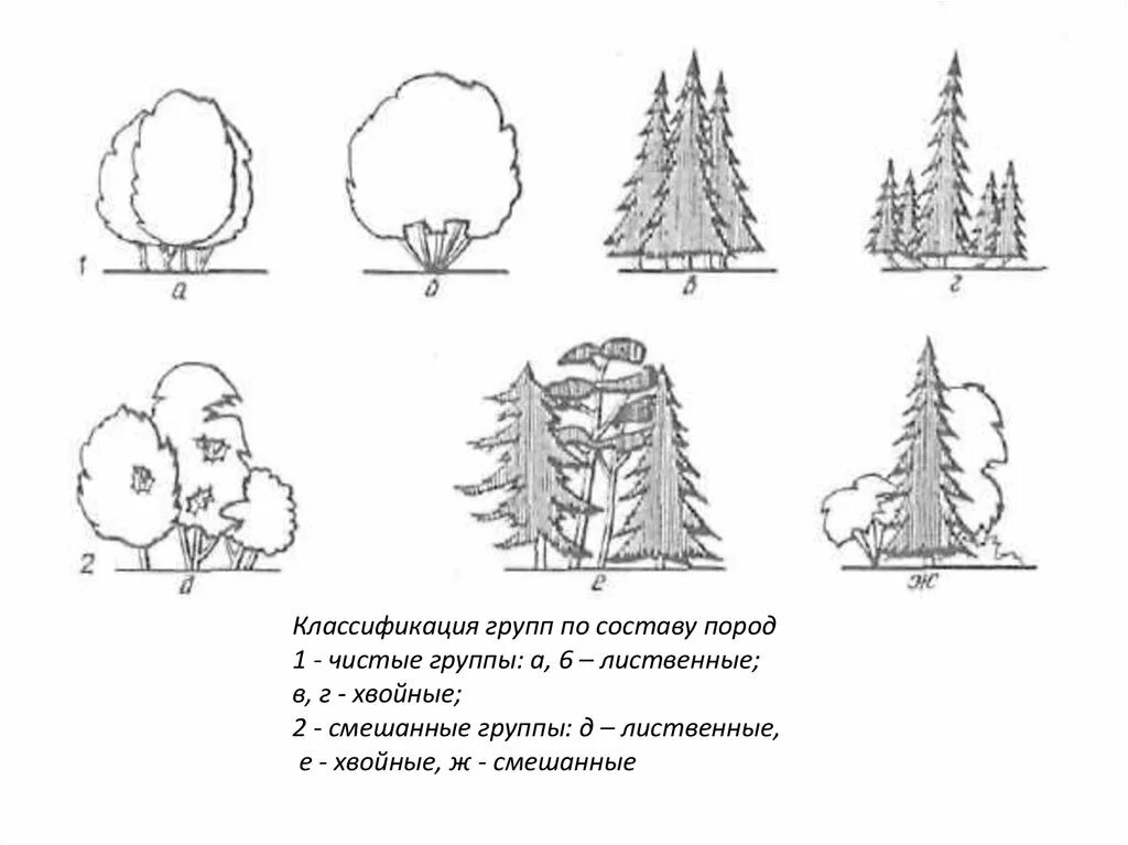 Три группы деревьев