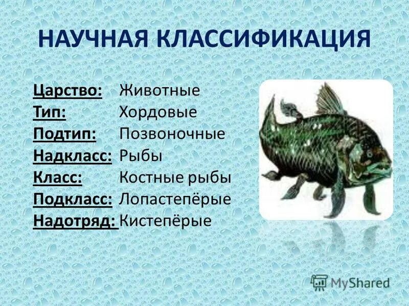 ). строение рыбы 1 класс. представители подкласса кистеперые. рыбы презентация 6 класс 8 вид природоведение. рыбы морские и пресноводные.