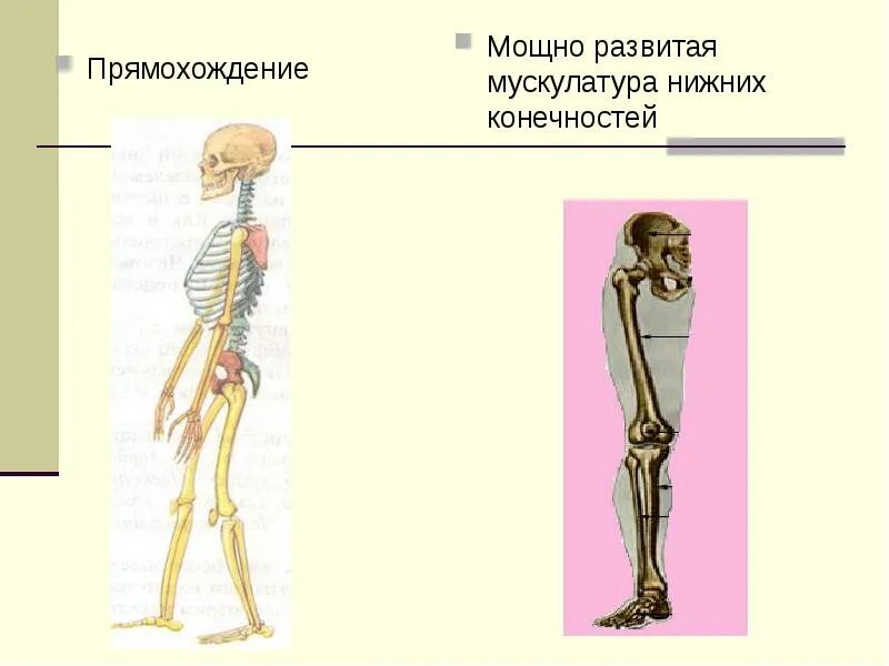 Приспособления скелета к прямохождению. Приспособления скелета человека к прямохождению. Приспособления к прямохождению у человека. Изменения в скелете человека в связи с прямохождением.