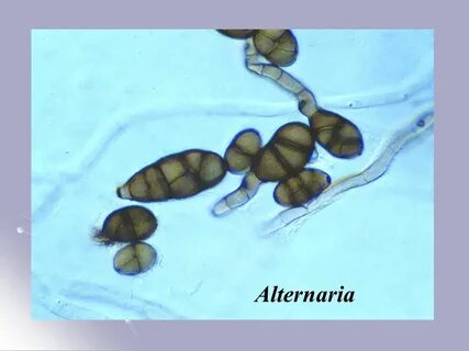 Alternaria alternata что это