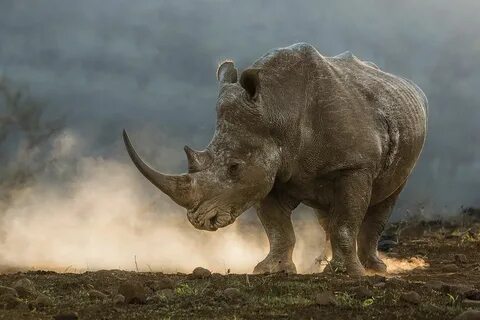 Rhino's