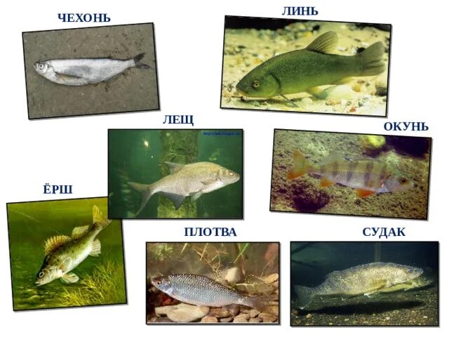 Леща и окуня, щуку и плотву. .. Карп карась окунь щука лещ сом налим Судак плотва Ерш. Щука окунь плотва подлещик. Сом щука окунь Судак.