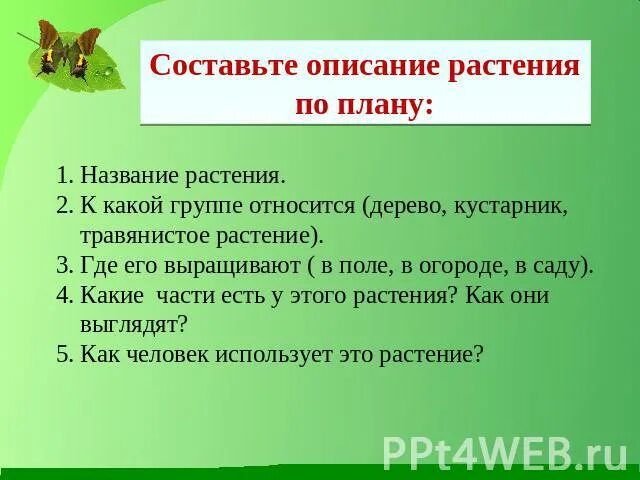 Название группа растений где выращивают. К какой группе относится дерево кустарник травянистое растение. Группа растений где выращивают как. Растения на плане. Растение к какой группе относится где выращивают.