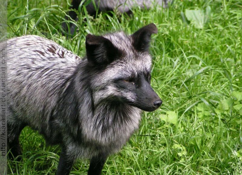 Fox mom. Серебристая лисица. Окрас лисы Сильвер. Серебристые лисы древние. Серебристая лисица фото.