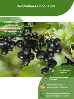 Смородина краснодарская