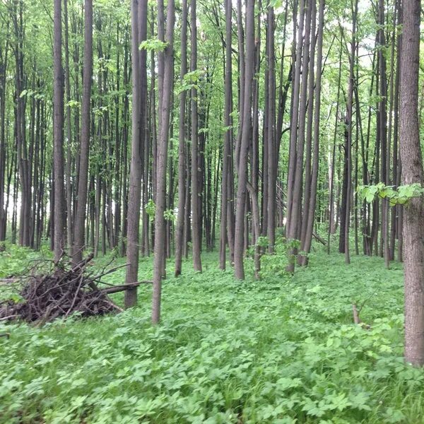 Каток бобачевская роща тверь. Роща раздора. Роща раздора. Grim dawn хтонийский разлом в равнинах раздора. Парк раздоры.