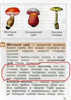 На что похожи эти грибы