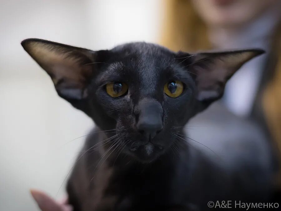 ориентальный кот табби. ориентальная кошка расцветки. ориентальные кошки москва. ориентальные кошки москва. чёрный кот ориентал метис.