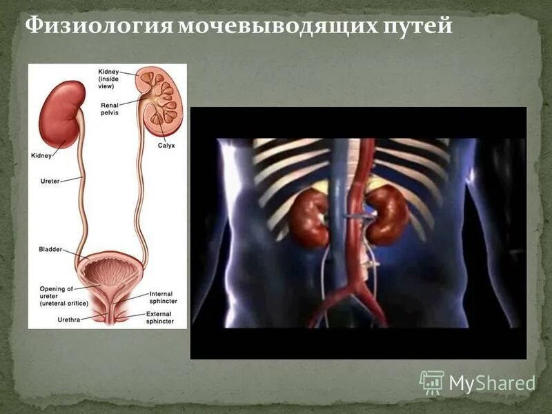 Мочеполовые болезни у мужчин симптомы лечение. Инфекционные заболевания у мужчин мочеполовой системы. Воспаление мочеполовых путей у мужчин. Мужские болезни по урологии. Наиболее частый симптом при уролитиазе.