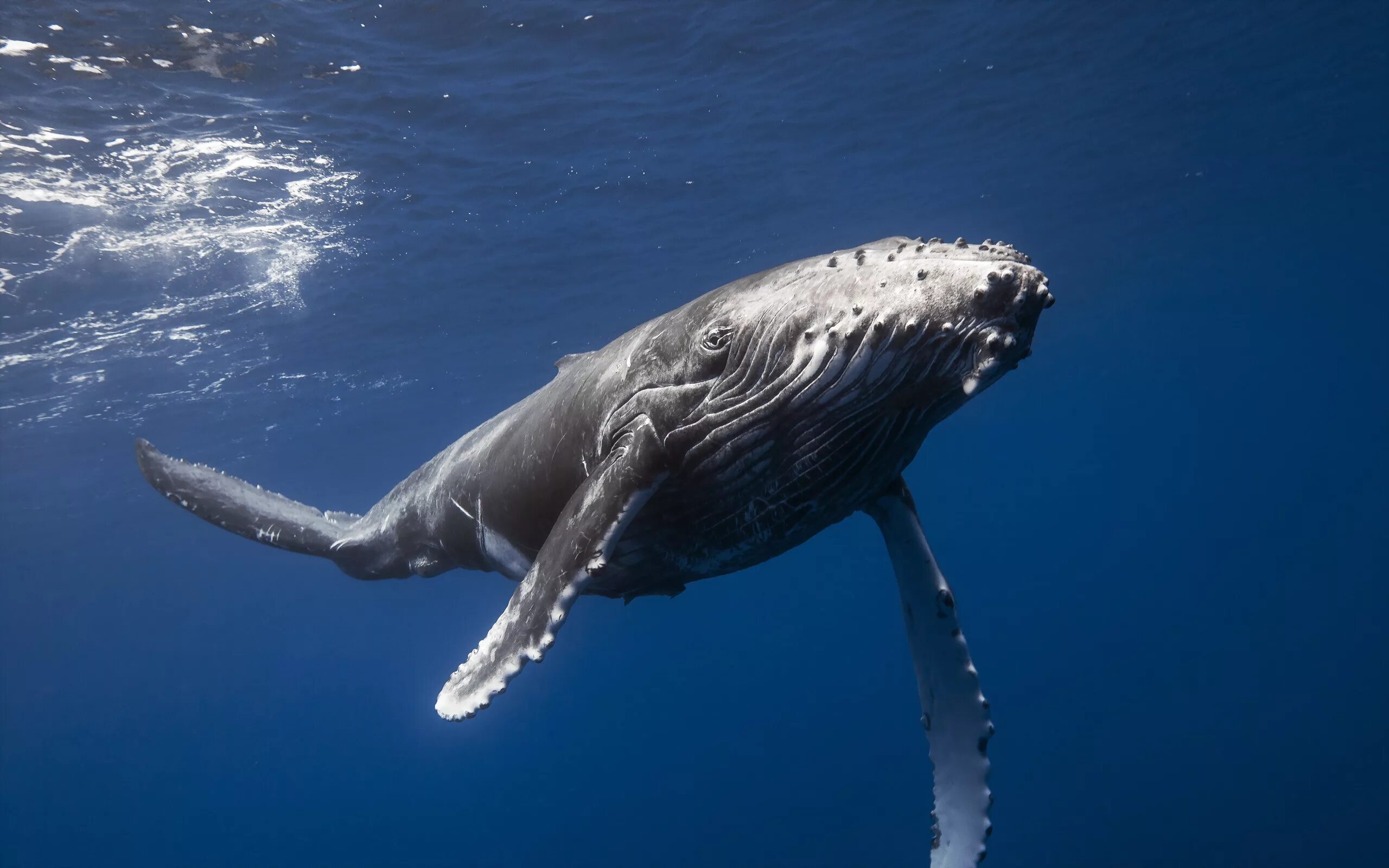 Самое большое животное жившее на земле. 52 Герца кит. Синий кит Горбач. Горбатый кит млекопитающие. Пятидесятидвухгерцевый кит.