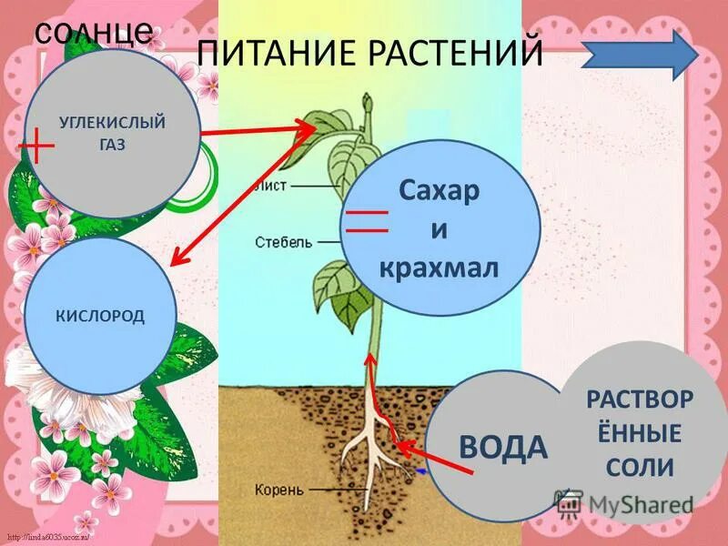 Покажи на схеме при помощи стрелок какое