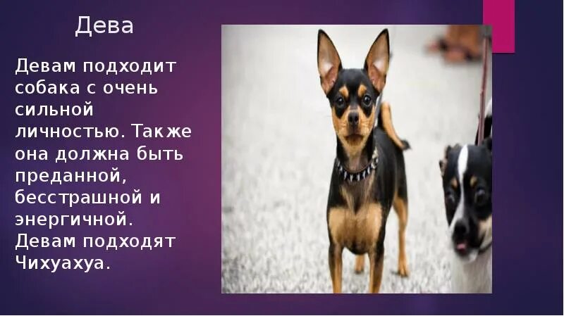 Порода собак по знаку зодиака. Собака по гороскопу. Порода собаки для Девы. Породы собак по знаку зодиака. Собаки по гороскопу для человека.