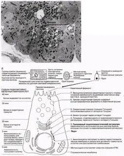 Установи соответствие между клетками обозначенными на рисунке