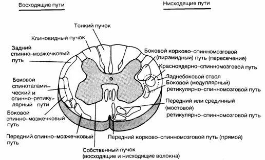 Проводящие пути спинного мозга восходящие и нисходящие. Схема нисходящих путей спинного мозга.. Проводящие пути спинного мозга схема. Проводниковые пути спинного мозга схема.