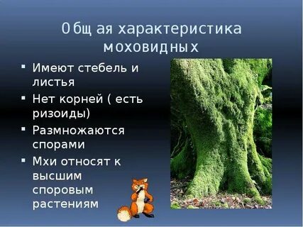 Общие признаки мхов