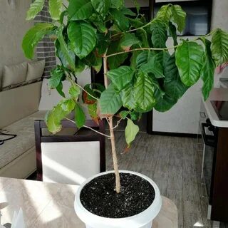 Кофейное дерево в горшке как ухаживать