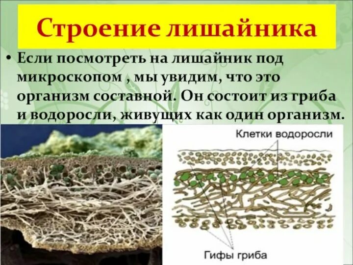 Лишайник проверочное. Строение таллома лишайника. Строение лишайника 5 класс. Кладонии слоевища. Строение лишайников под микроскопом.