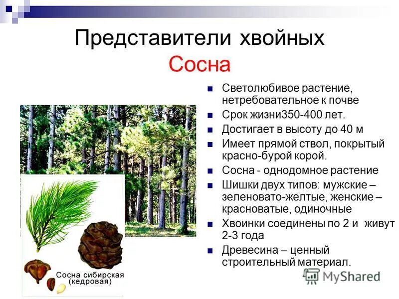 Семенные и Голосеменные Растения: Фотографии и Отличия Торты, конфеты, пироги ib