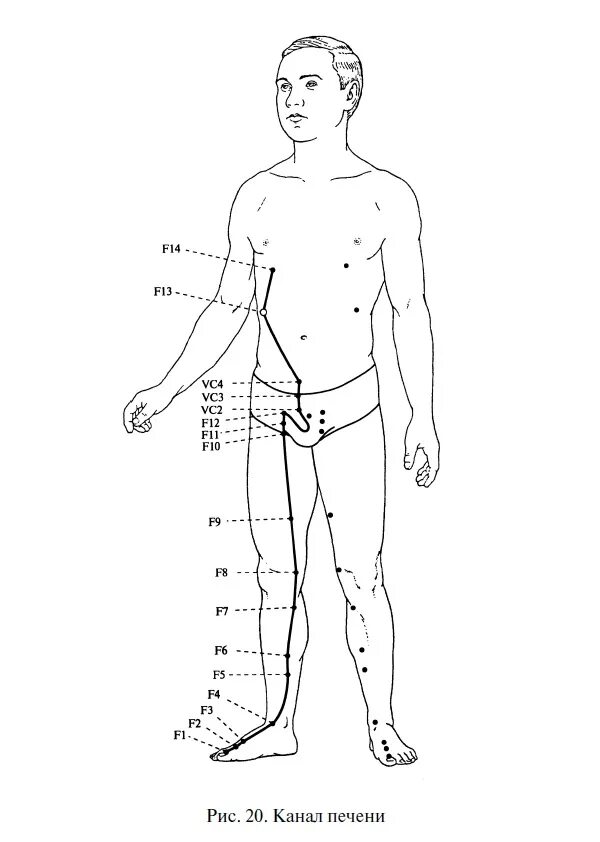 Меридиан печени в китайской медицине. Меридиан печени в китайской медицине точки. Меридиан печени точки расположения. Меридиан желчного пузыря схема.