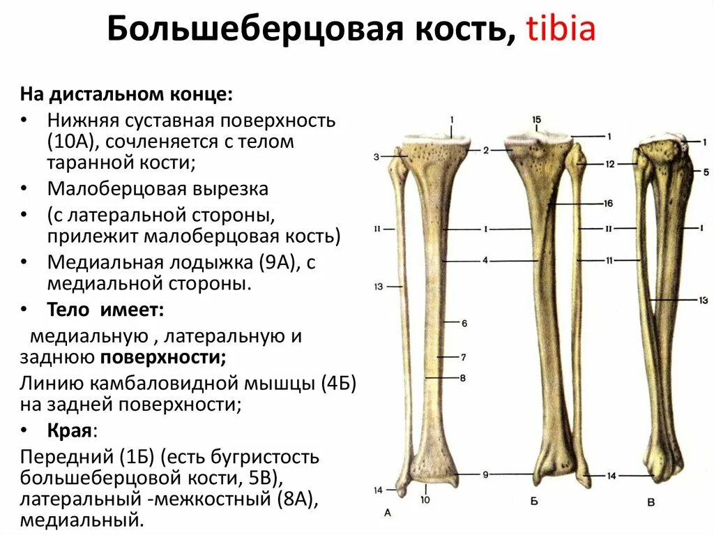 Дистальный конец. Строение проксимального эпифиза плечевой кости. Проксимальные участки конечностей. Проксимальный эпифиз хирургическая шейка. Дистальный конец.
