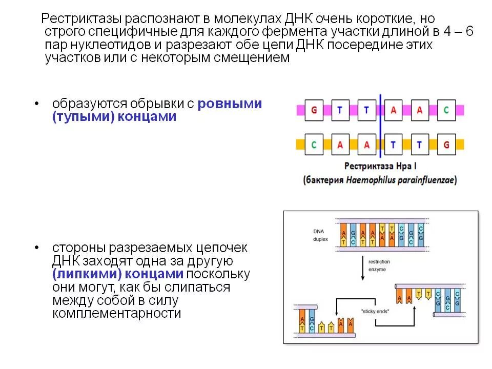 Процесс разрезания молекулы днк с помощью ферментов. Рестрикция ДНК схема. Рестриктазы 1 типа схема. Типы эндонуклеаз рестрикции. Ферменты рестриктазы.