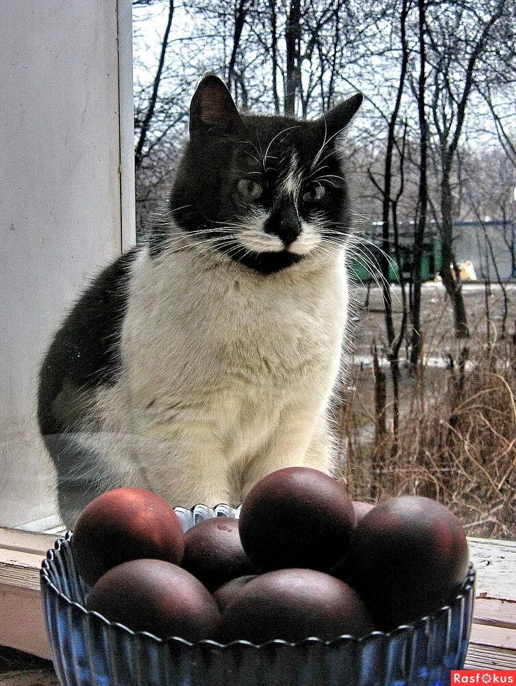 Можно коту яйцо. Пасхальный кот. Кот и Пасха. Кот и пасхальные яйца. Коты и Пасха.