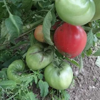Томаты говядина с куста описание сорта