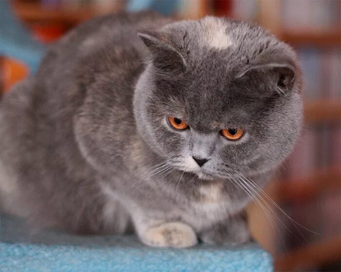 можно ли британцу. британская короткошёрстная кошка голубая. стрижка шотландских кошек. британская короткошёрстная кошка калико. британская короткошёрстная кошка.