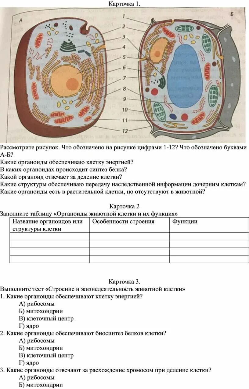 Сравнение растительной и животной клетки. Форма животной клетки. деление растительных и животных клеток. деление животной клетки. деление растительной и животной клетки.