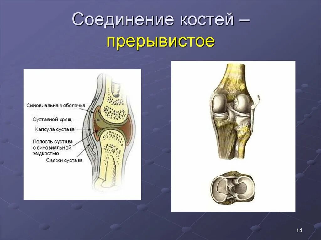 Прерывные соединения костей. Прерывистые соединения костей. Соединение кости. Соединение костей собаки.