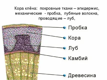 Луб стебля какая ткань