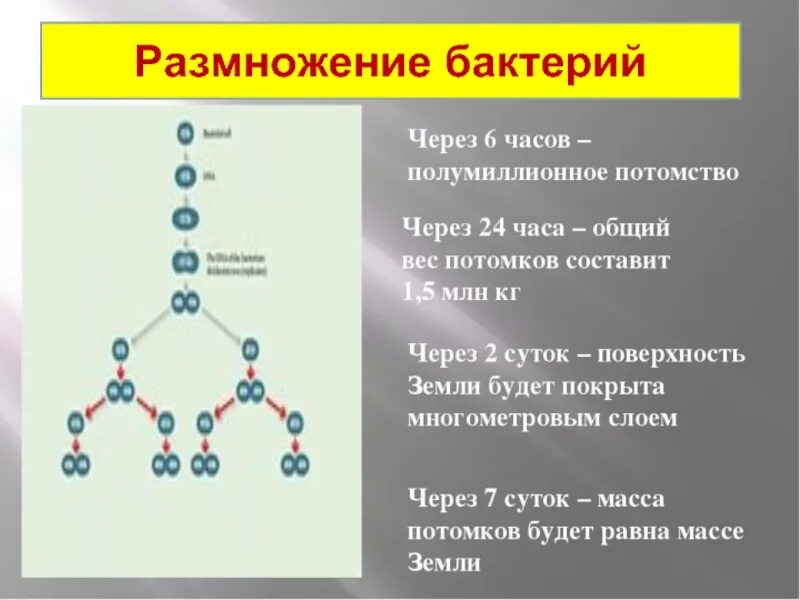 Как происходит размножение бактерий. Размножение бактерий. способы деления бактерий. скорость размножения бактерий. размножение микроорганизмов.