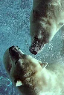 L ours