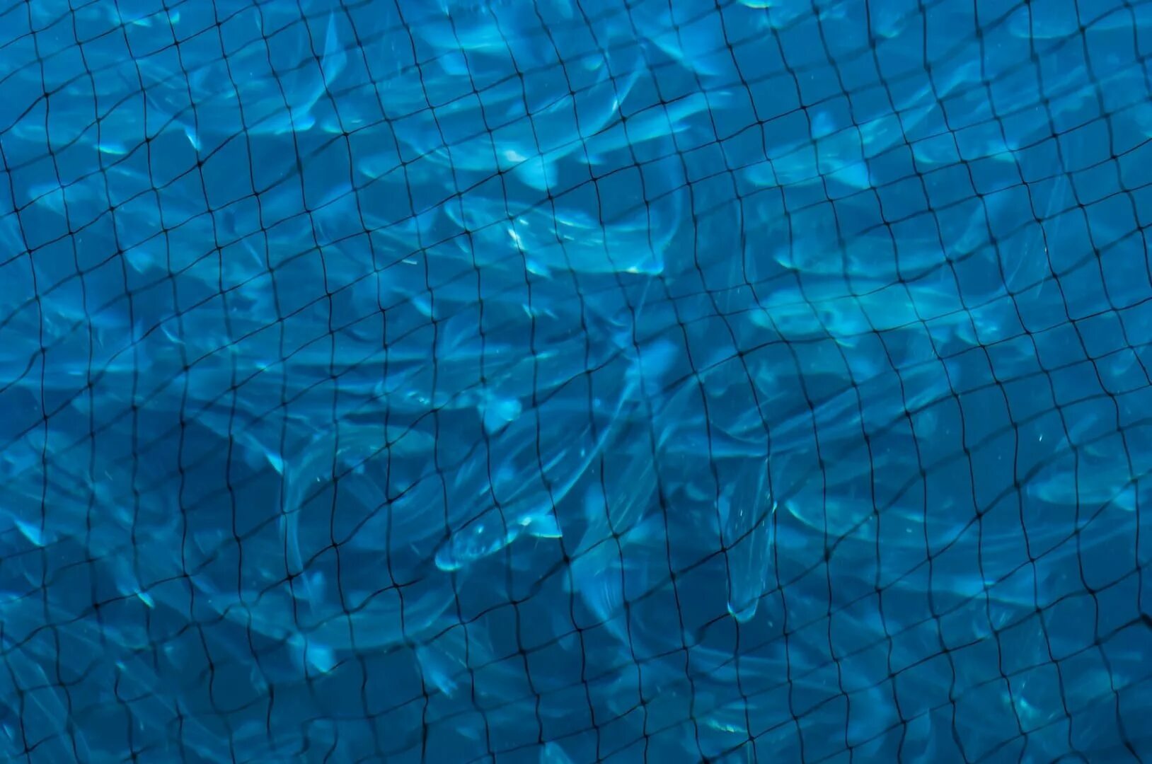 Стая рыб. Фон рыба. Стая рыб. Стая рыб. Рыбки в океане.