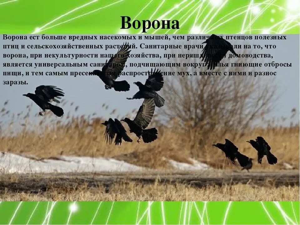 Вороны летают и кружатся. Много ворон. Вороны собираются в стаи. Сельскохозяйственные и полезные птицы. Почему вороны каркают ночью