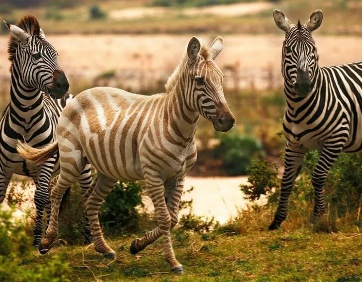 окрас зебры