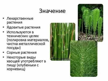 Среда обитания хвощевидных растений