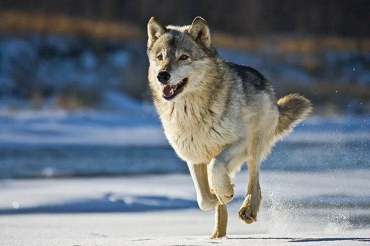 wolf running - Google Zoeken 動 物