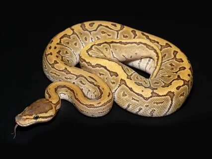 Python frozen