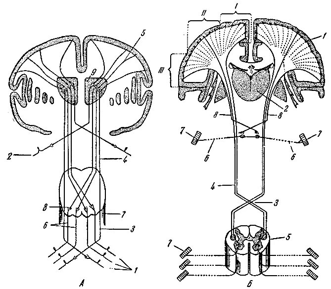 Проводящие системы головного мозга. Схемы проводящих путей головного и спинного мозга. Проводящие пути головного и спинного мозга анатомия. Схема восходящих путей спинного мозга. Проводящие пути спинного и головного мозга восходящие тракты.