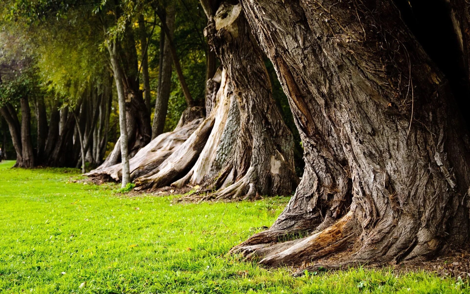 Just tree