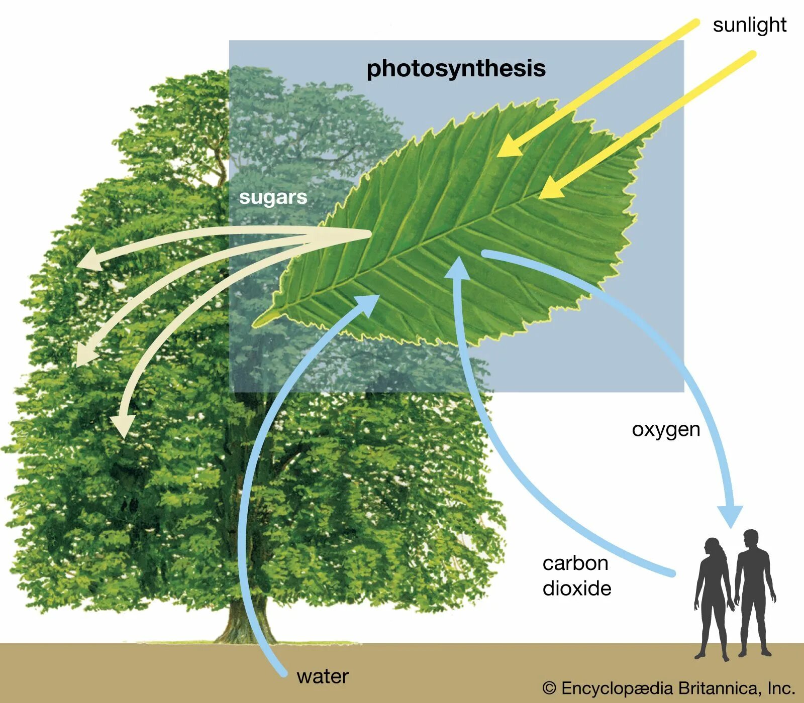 Деревьям нужен воздух. Фотосинтез. Деревья выделяют кислород. Деревья поглощают кислород и выделяют углекислый. Фотосинтез дерева.