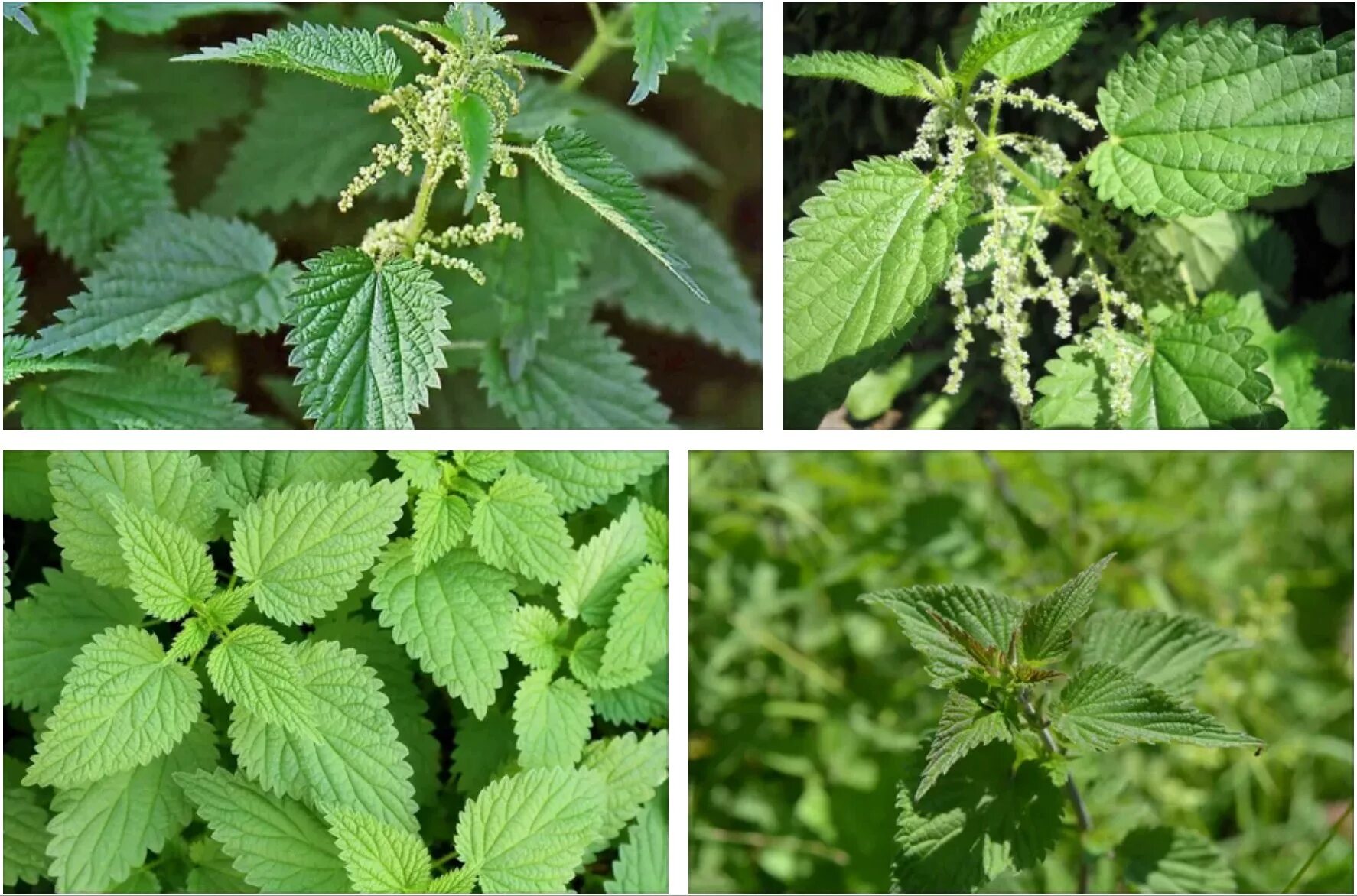 Крапива двудомная. Крапива жгучая и двудомная. Крапива (Urtica dioica). Крапива двудомная (Urtica dioica l.).