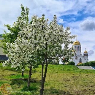 Город яблони